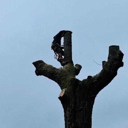 Elagage vaud rossier paysage qui élague un arbre